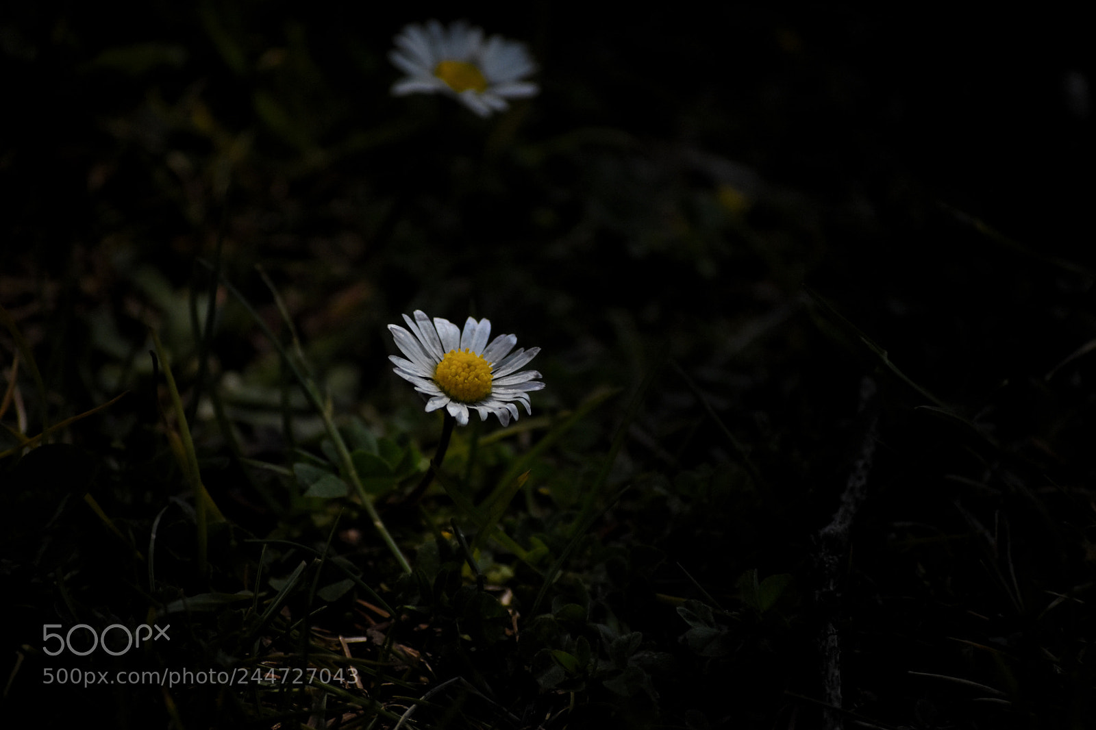 Nikon D7200 sample photo. Hope photography