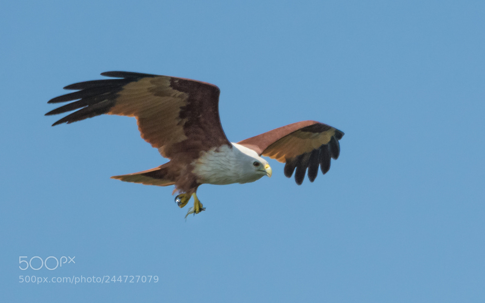 Nikon D7100 sample photo. Shipping the prey photography
