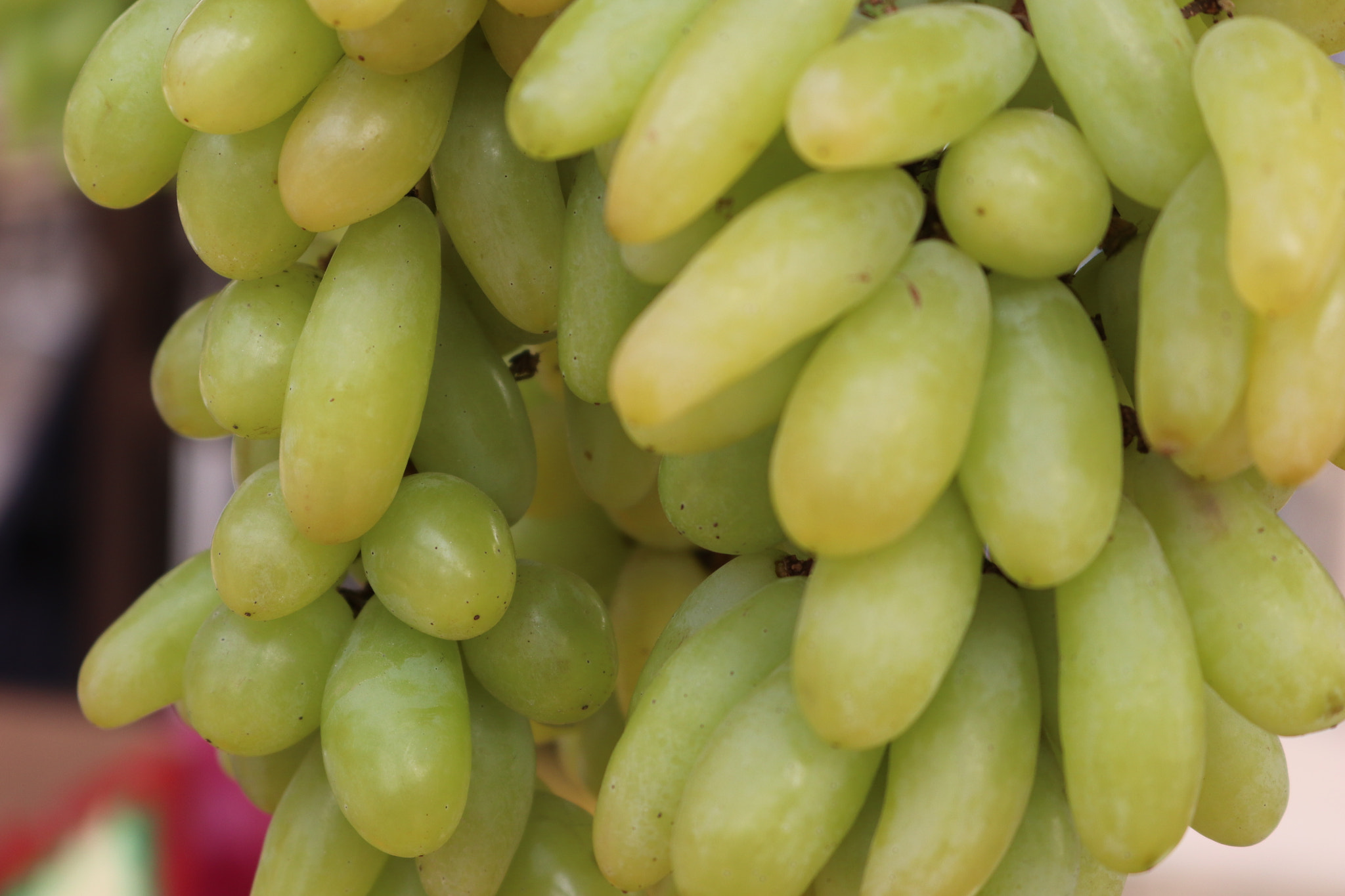 Canon EOS 77D (EOS 9000D / EOS 770D) sample photo. Grapes photography