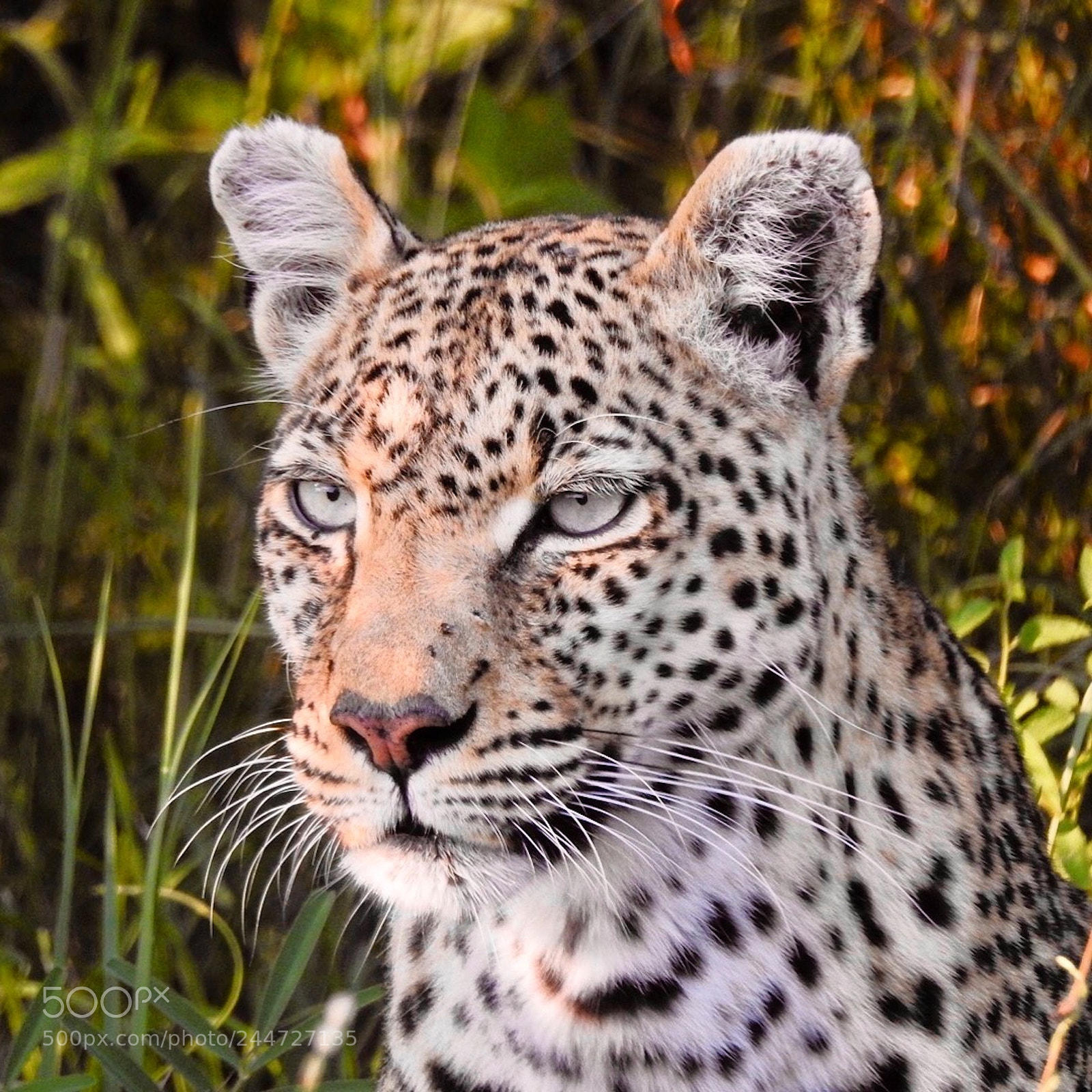 Nikon Coolpix P900 sample photo. Leopard close up portrait photography