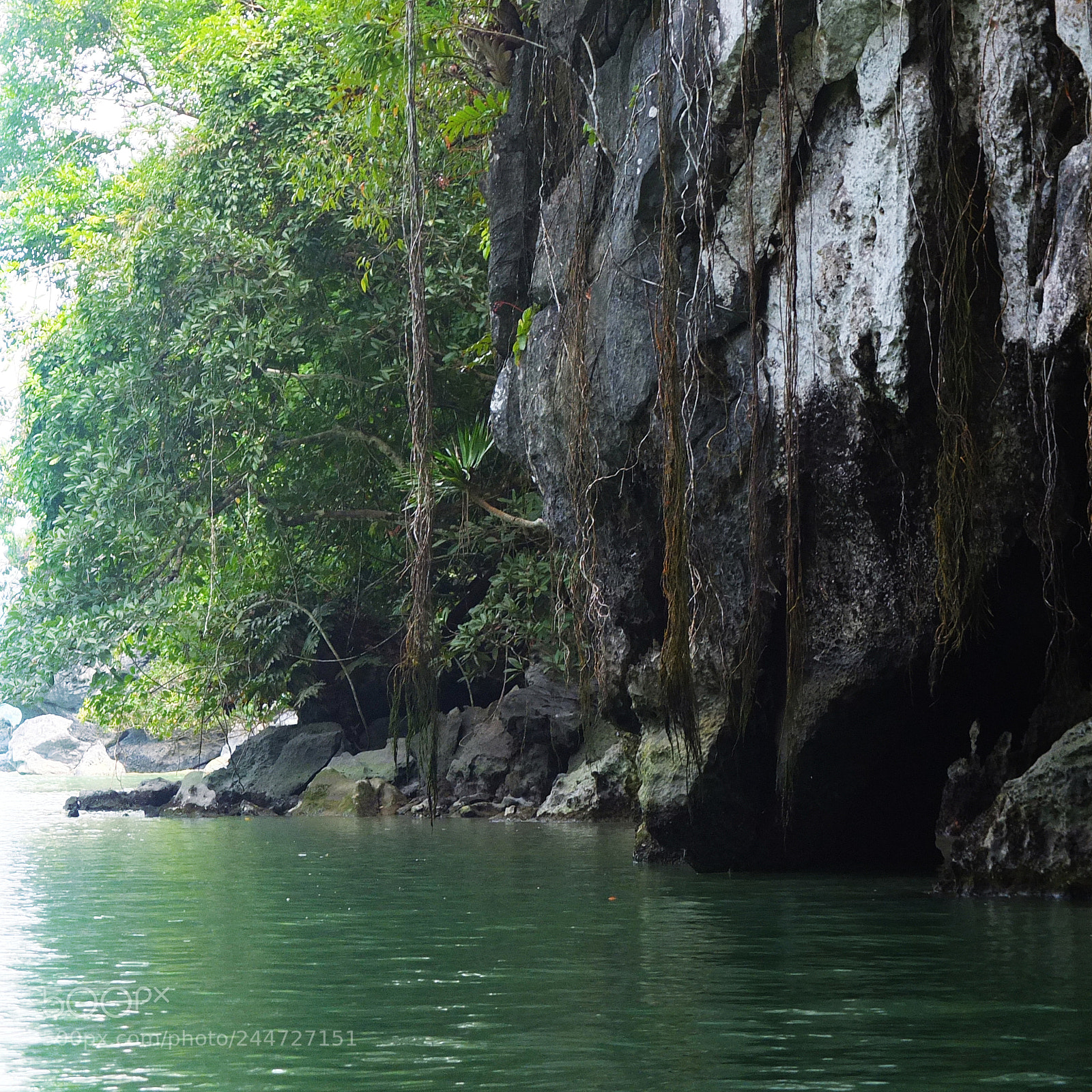 Fujifilm X10 sample photo. Jungle photography