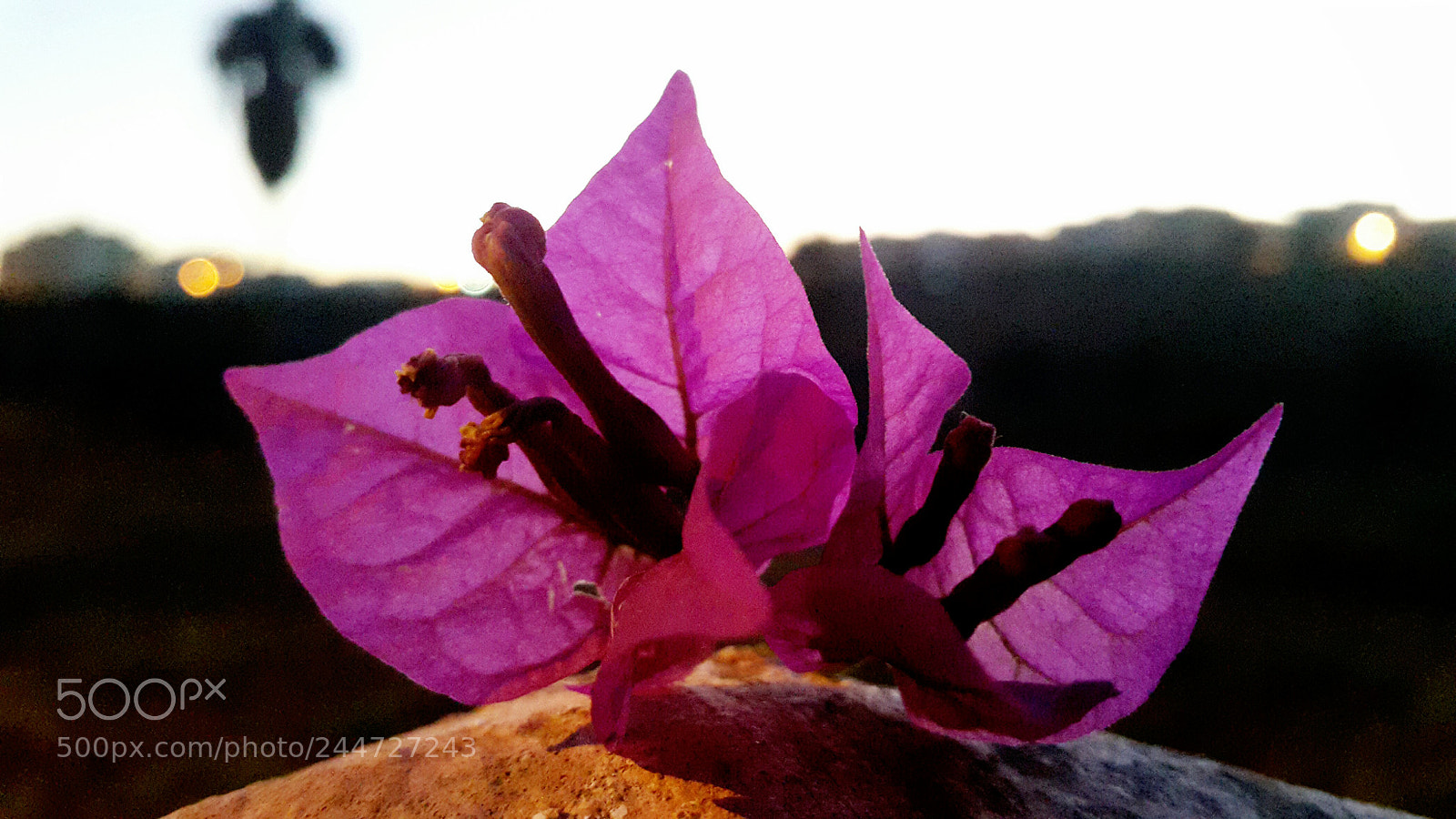 Samsung Galaxy S5 sample photo. Untitled photography