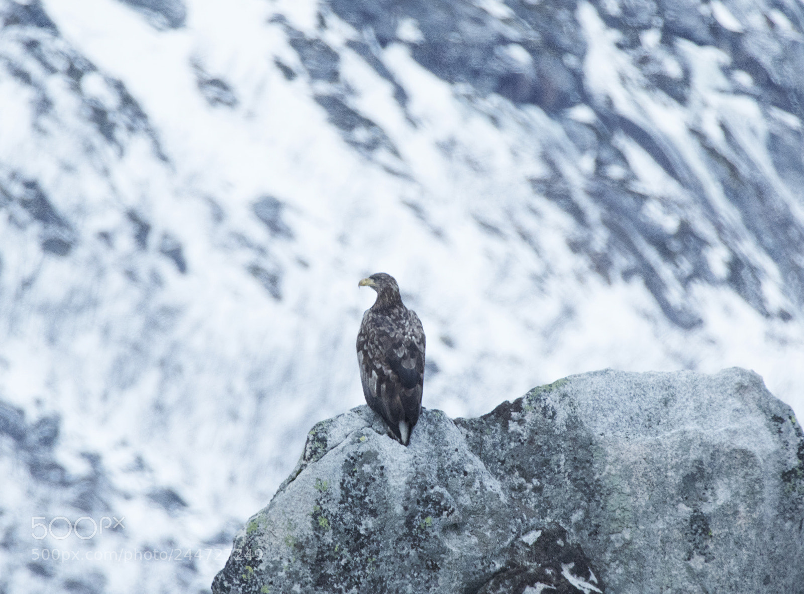 Canon EOS 7D Mark II sample photo. Adler photography