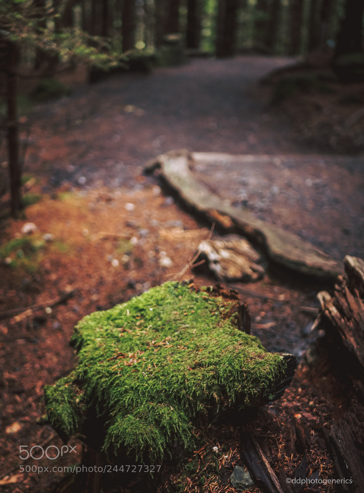 Olympus OM-D E-M10 II sample photo. Nature's path photography