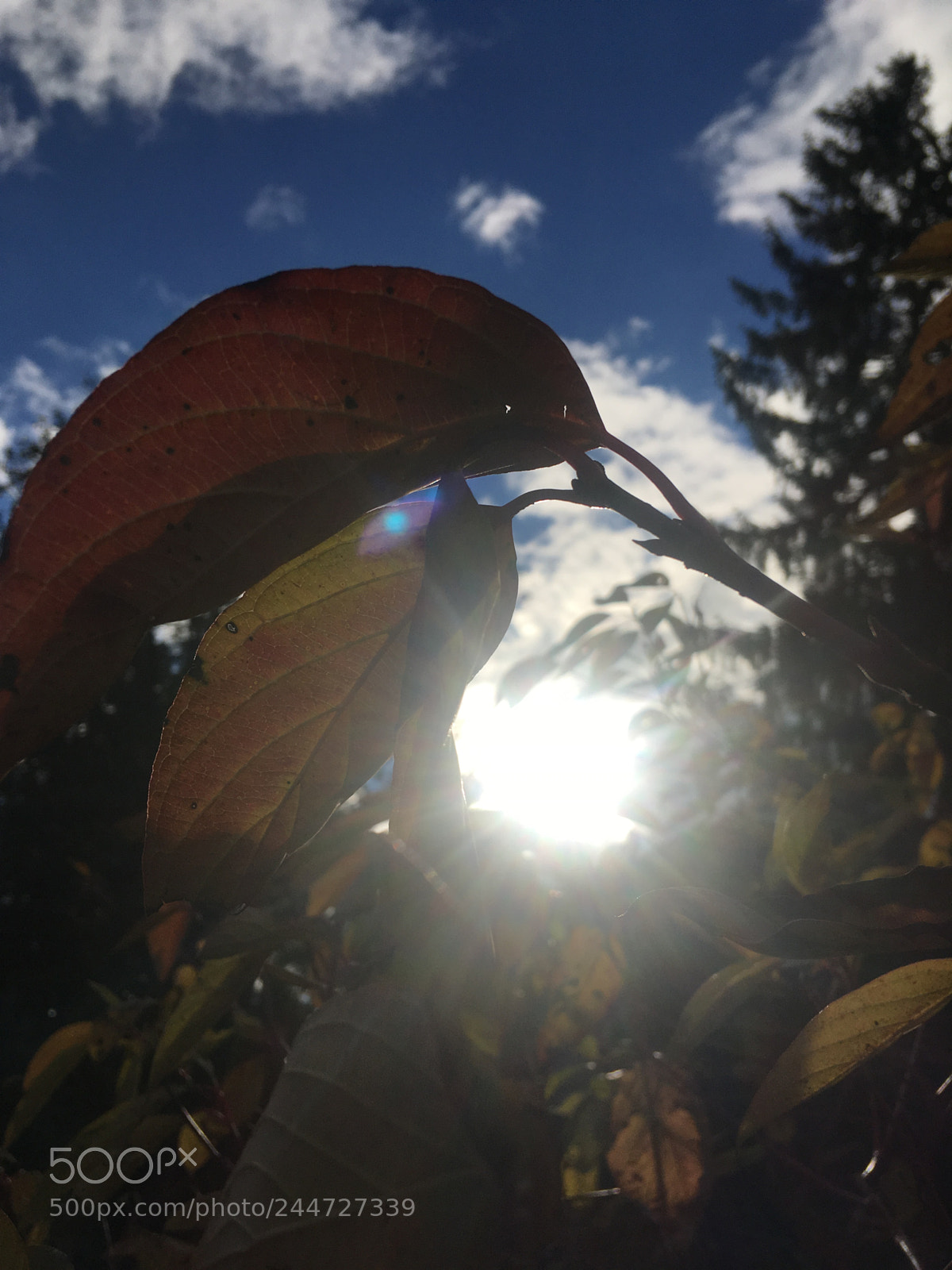 Apple iPhone SE sample photo. Untitled photography