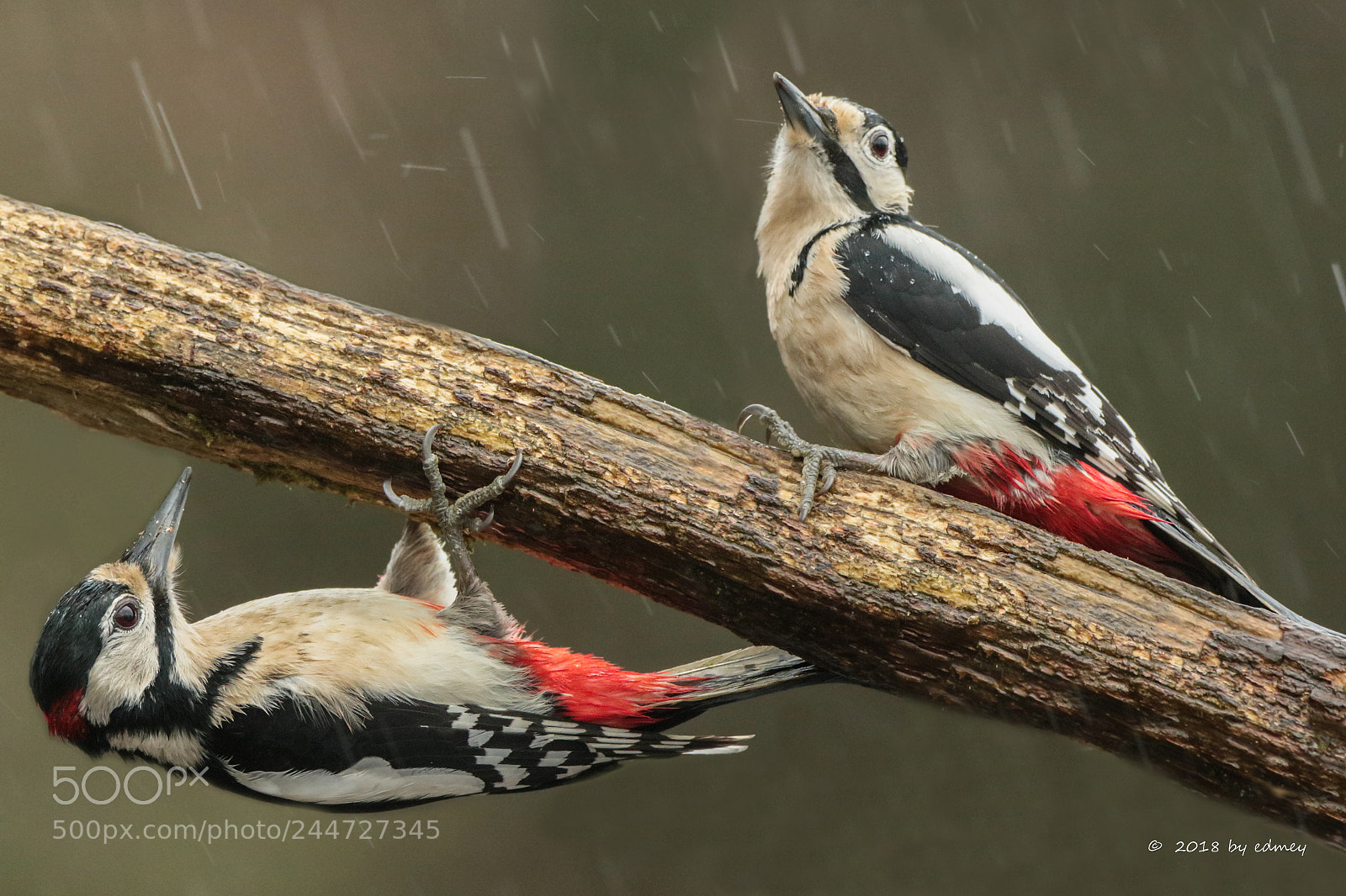 Canon EOS 7D Mark II sample photo. Duo woodpecker photography