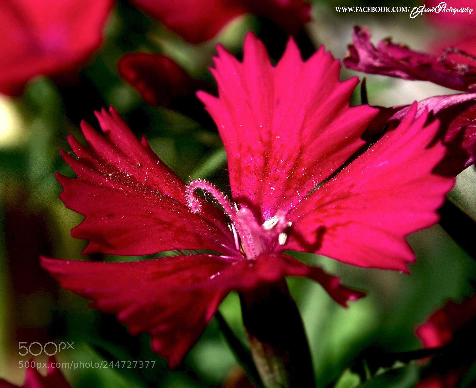 Olympus OM-D E-M5 sample photo. Shots by aq photography