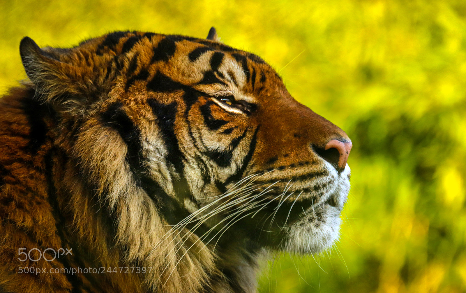 Canon EOS 800D (EOS Rebel T7i / EOS Kiss X9i) sample photo. Zen tiger photography