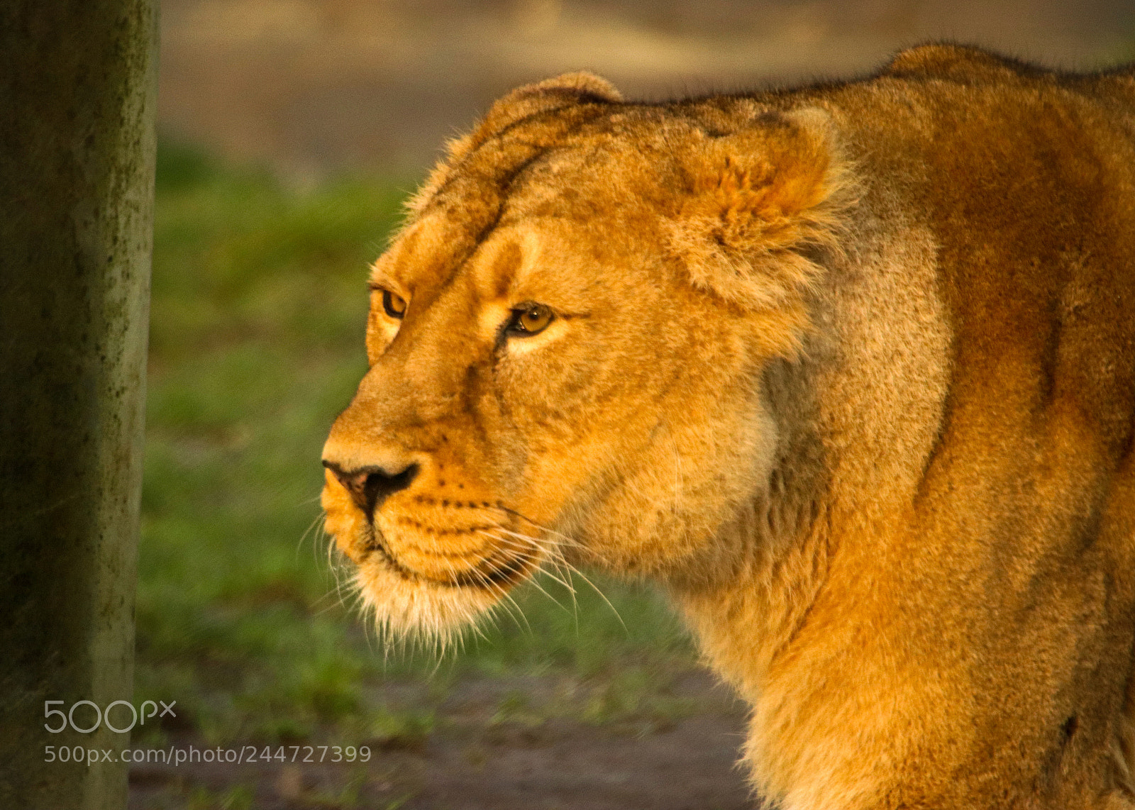 Canon EOS 800D (EOS Rebel T7i / EOS Kiss X9i) sample photo. The lion queen photography