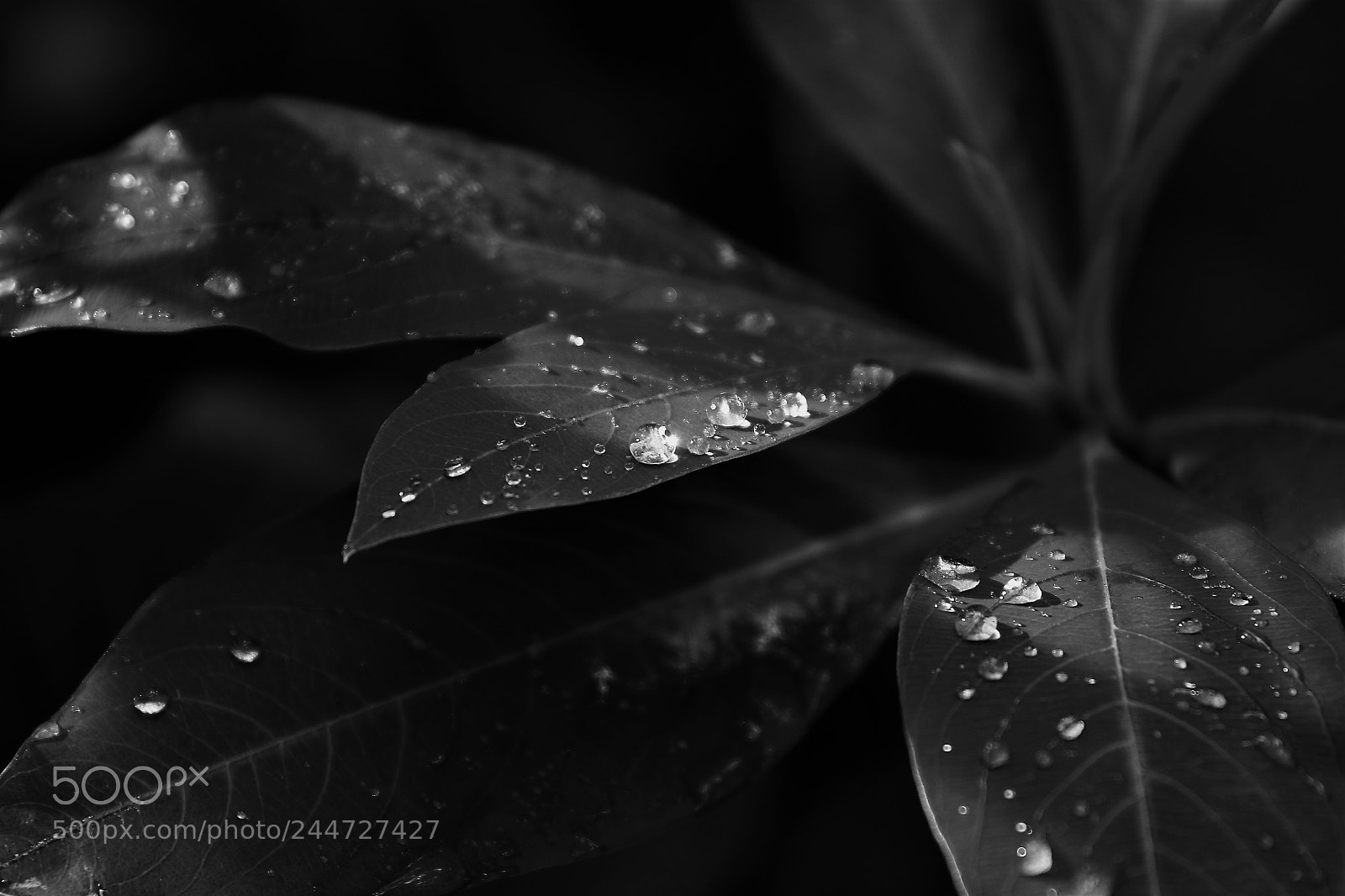 Canon EOS 7D Mark II sample photo. After rain photography
