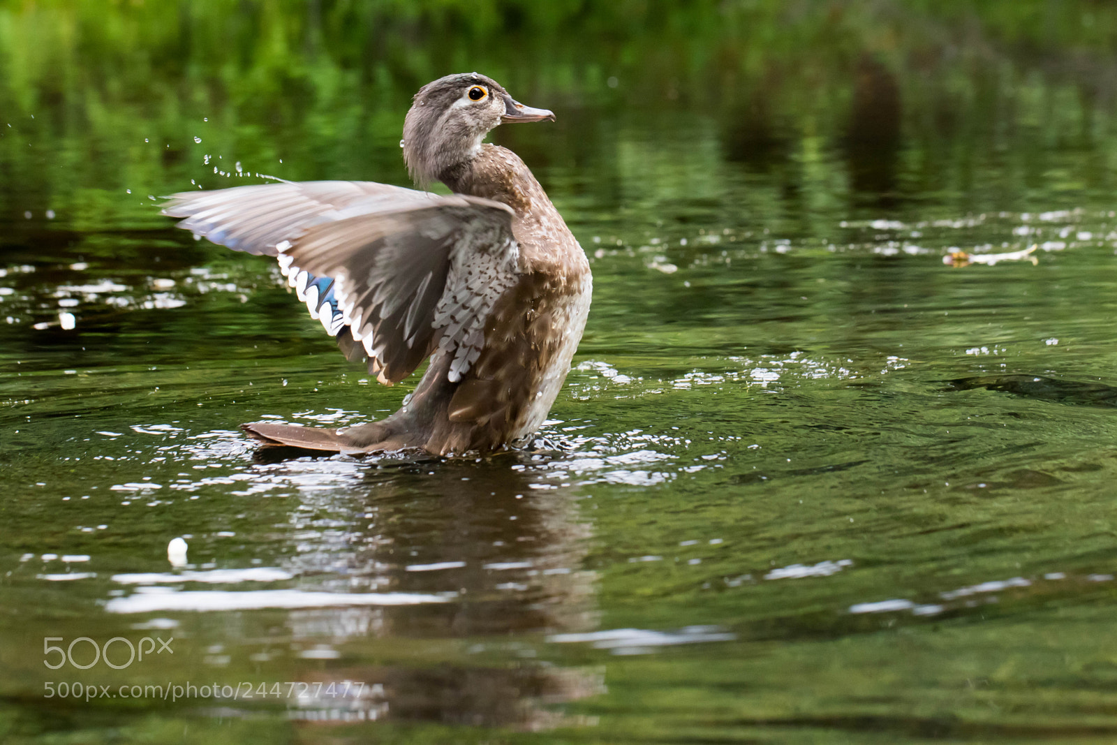 Canon EOS 7D Mark II sample photo. 22729-24732-29185.jpg photography