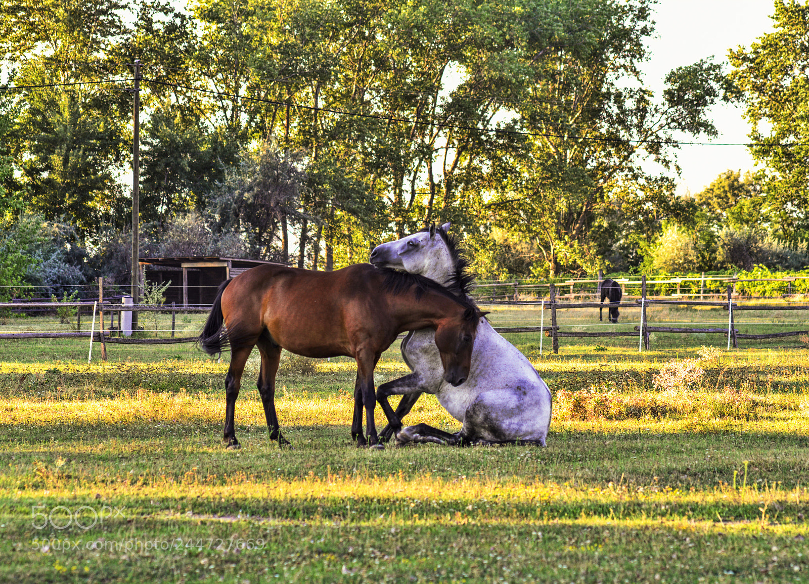 Nikon D800 sample photo. Don t be sitting photography