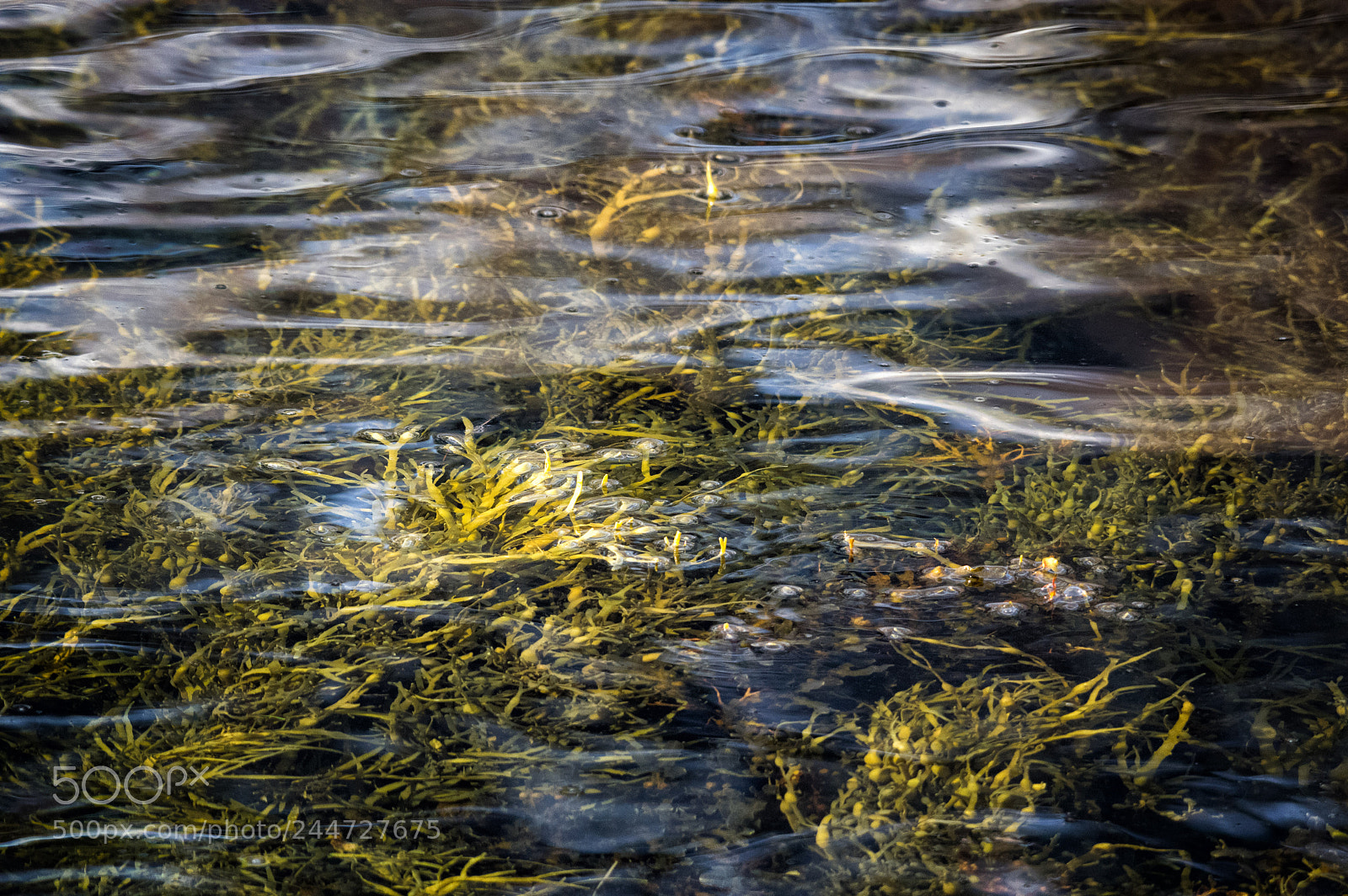 Pentax K-3 II sample photo. Fucales photography