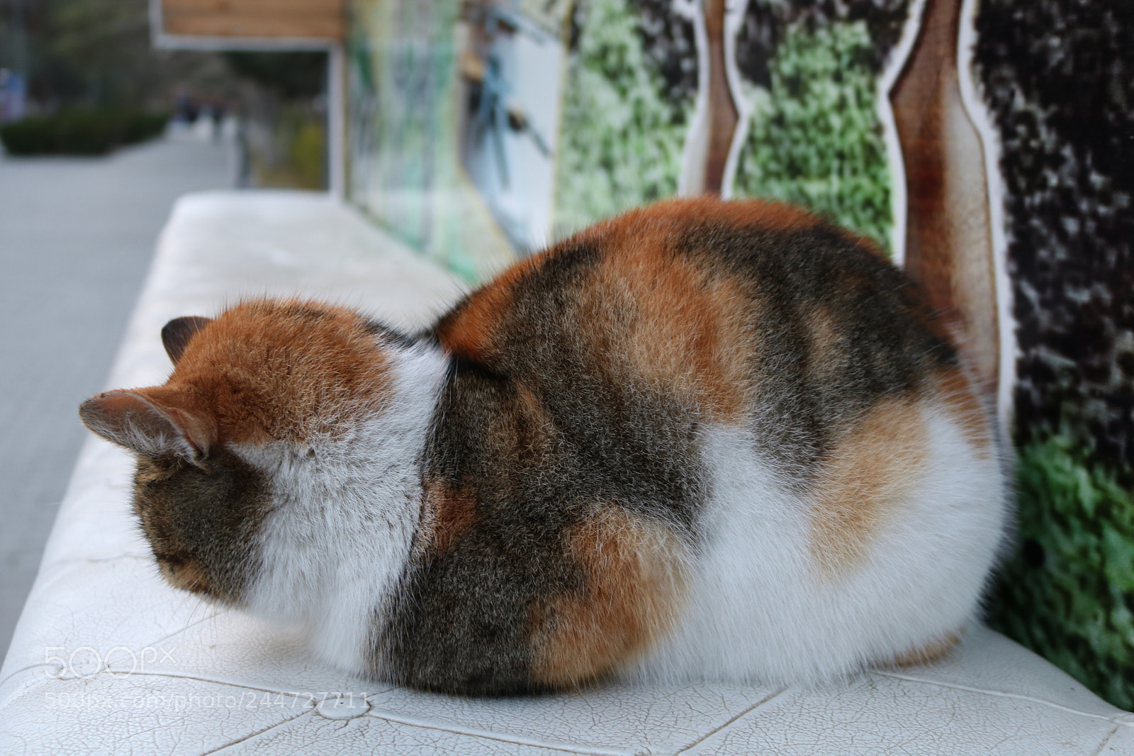 Canon EOS 750D (EOS Rebel T6i / EOS Kiss X8i) sample photo. Street cat. photography