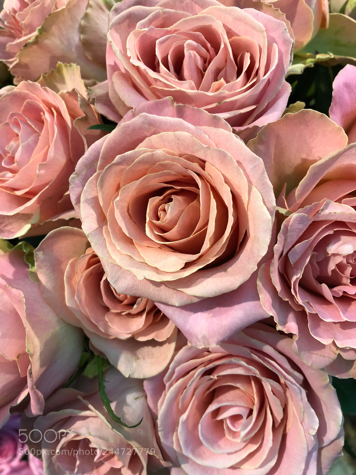 Apple iPhone X sample photo. Roses photography