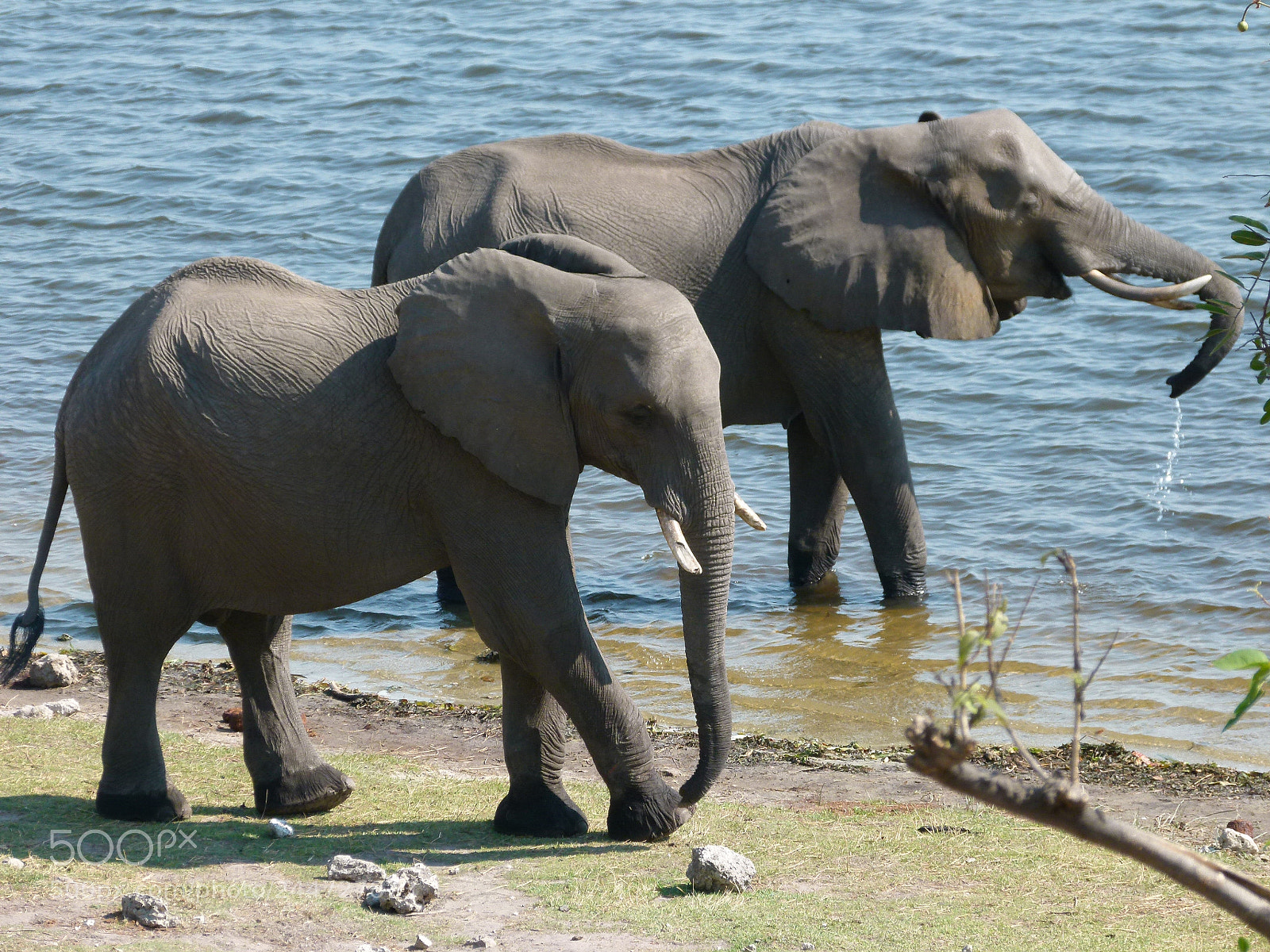 Panasonic Lumix DMC-FZ100 sample photo. Elephants photography