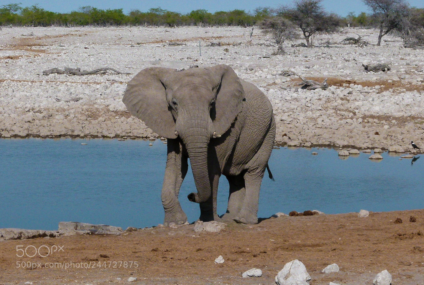 Panasonic Lumix DMC-FZ100 sample photo. Elephant on the waterhole photography