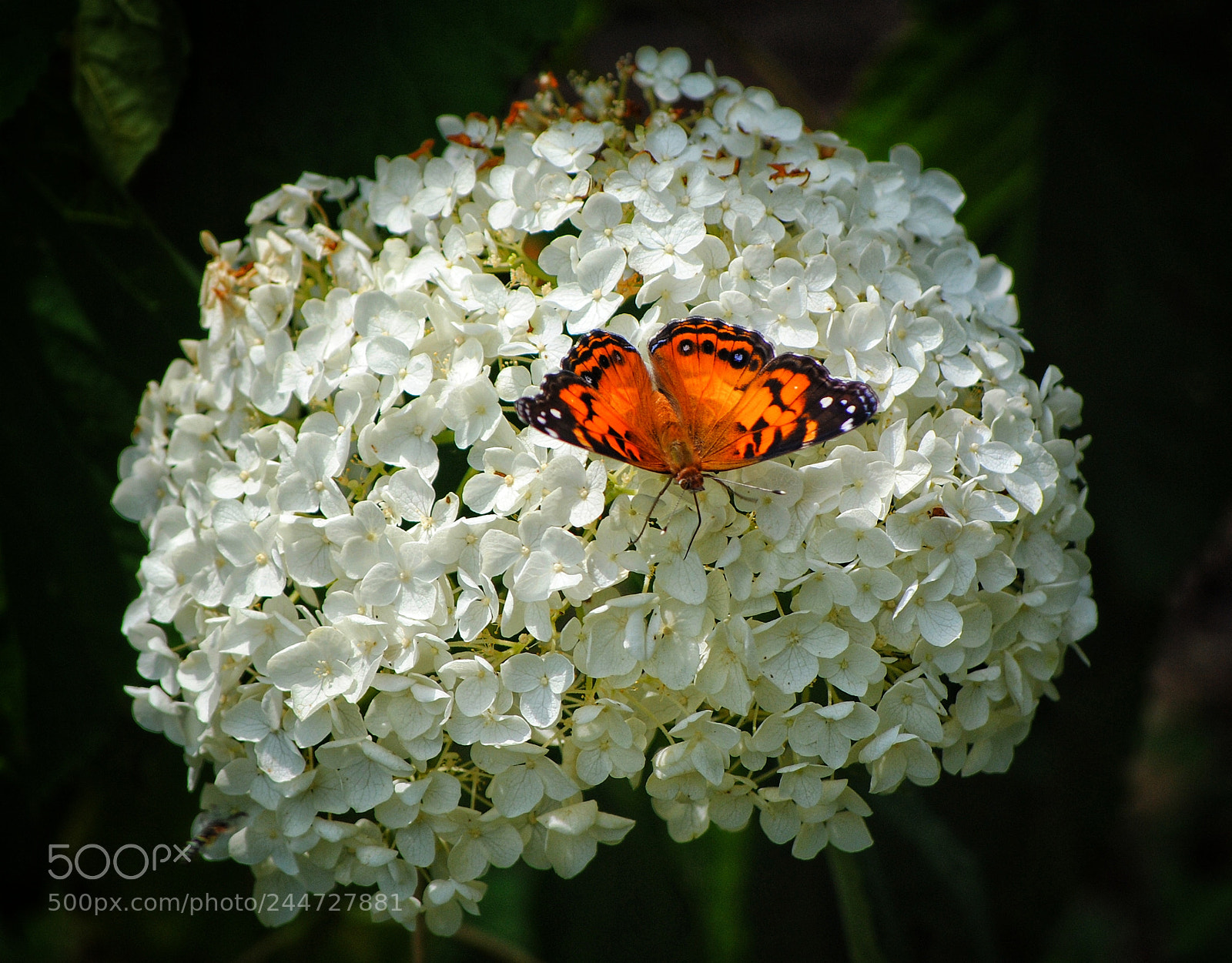 Nikon D3000 sample photo. Monarch photography
