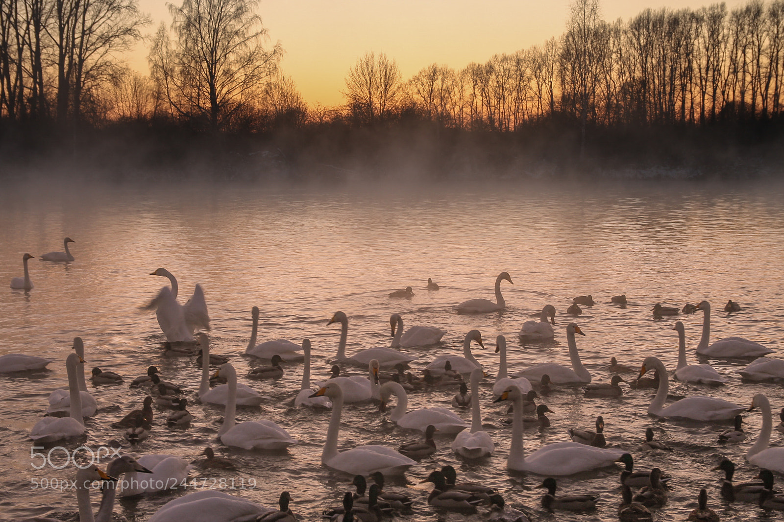 Canon EOS 1100D (EOS Rebel T3 / EOS Kiss X50) sample photo. Swans' wintering photography