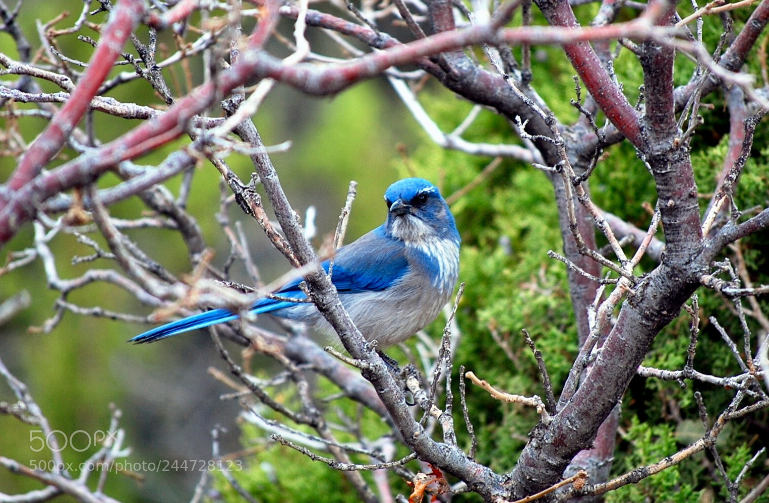 Nikon D60 sample photo. Bird in a cage photography