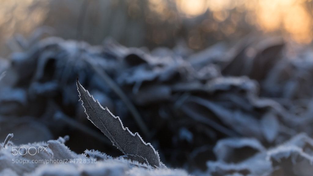 Sony a7 II sample photo. Waiting for the first photography
