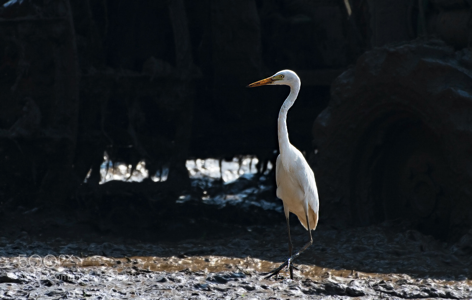 Nikon D500 sample photo. Great egret photography