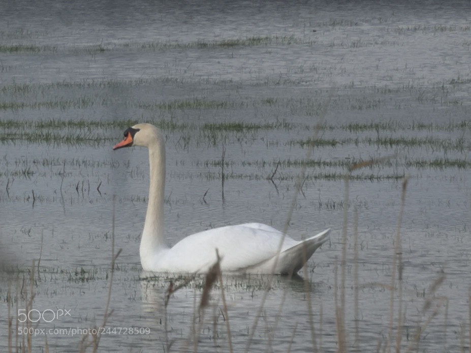 Nikon 1 J1 sample photo. Cygne tuberculé photography