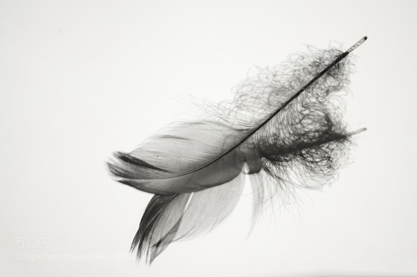 Nikon D5000 sample photo. Feather photography