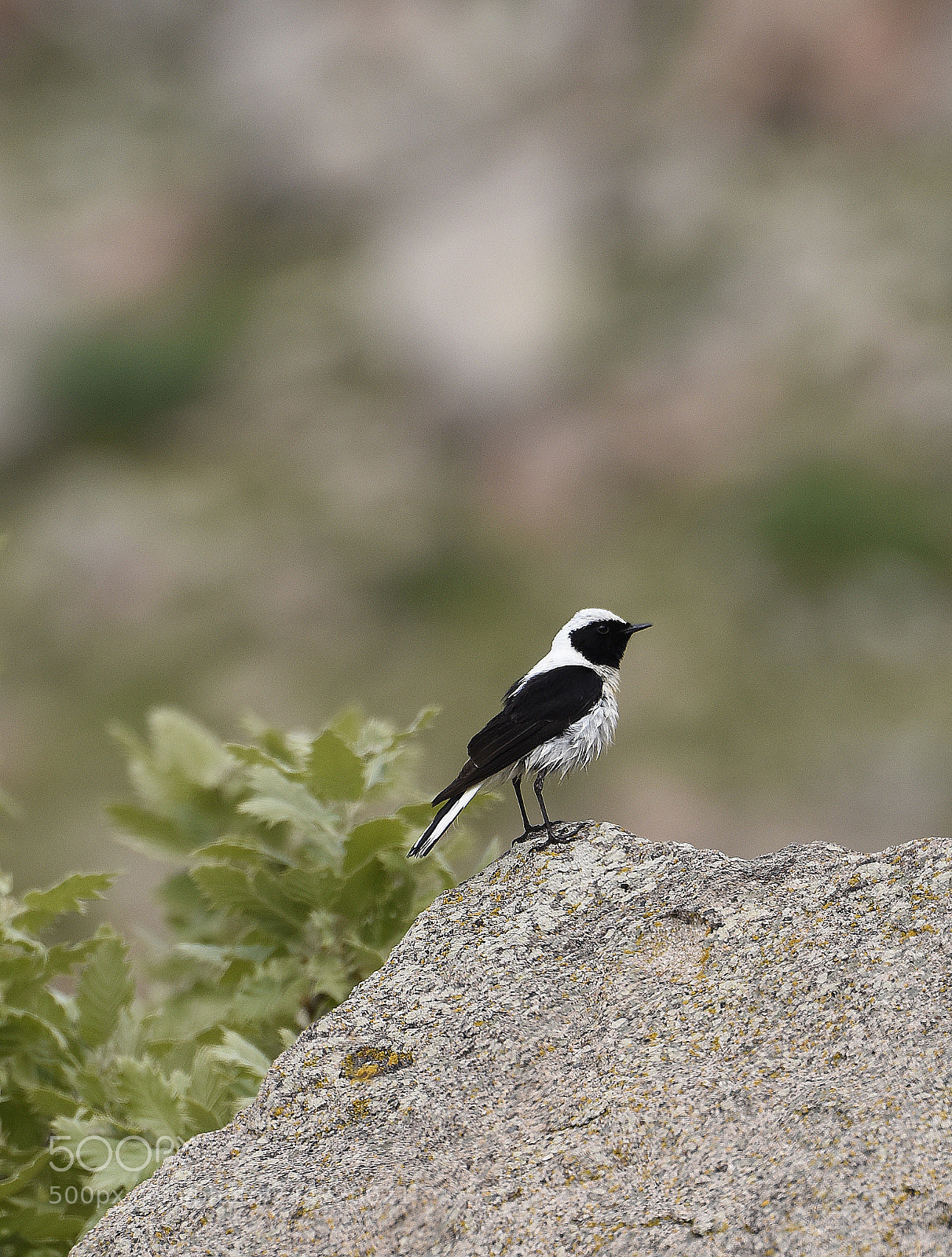 Nikon D810 sample photo. Black eared wheatear photography