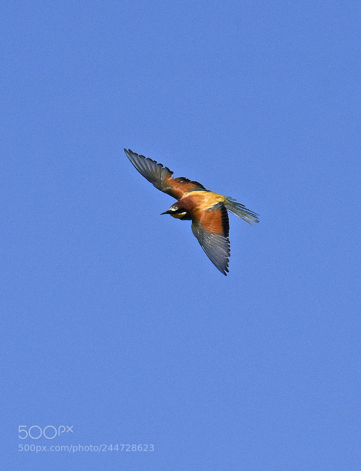 Nikon D810 sample photo. Bee eater photography