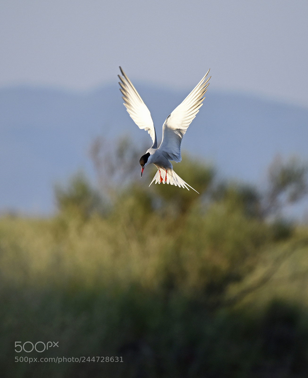 Nikon D810 sample photo. Common tern photography