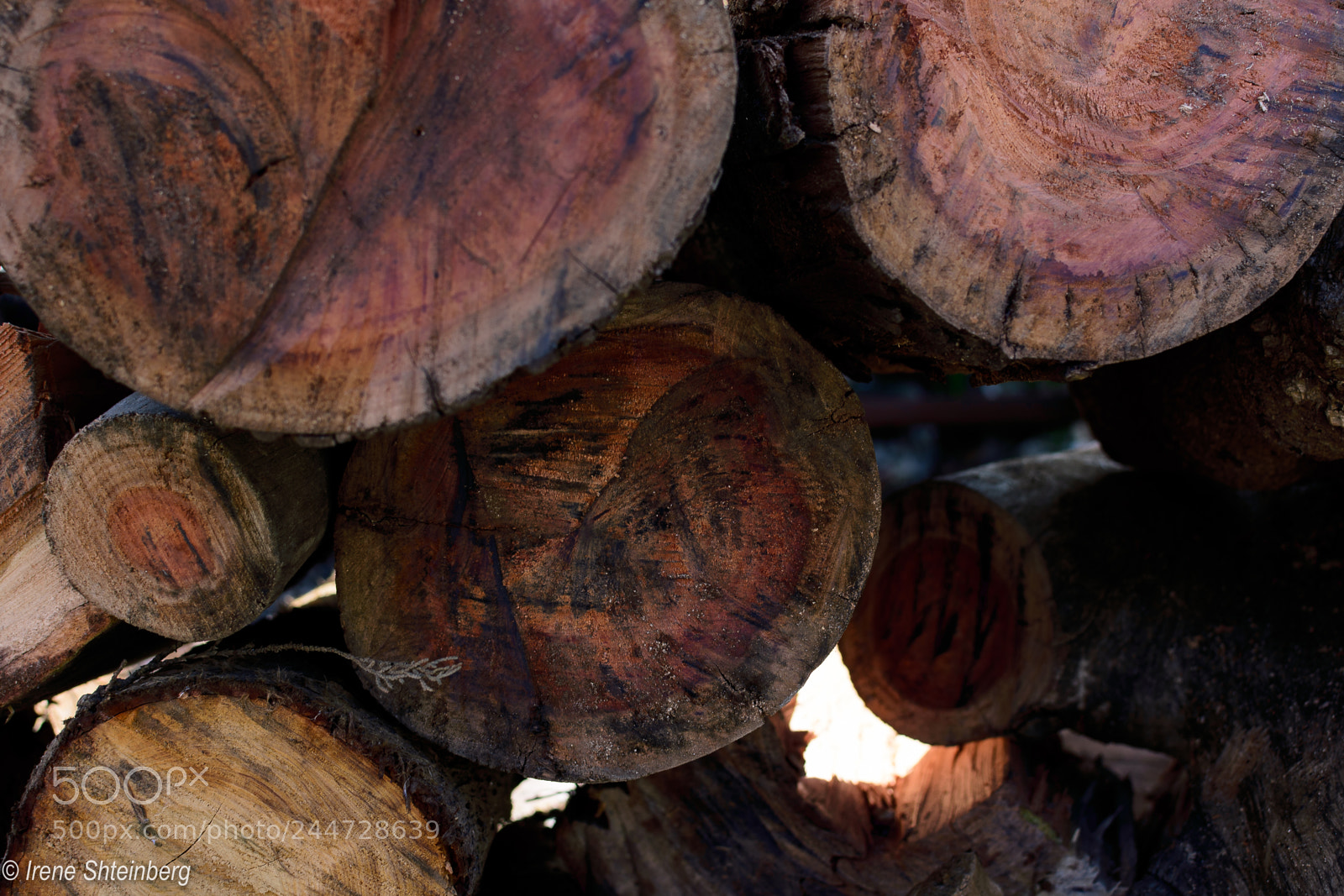Nikon D3400 sample photo. Wood photography