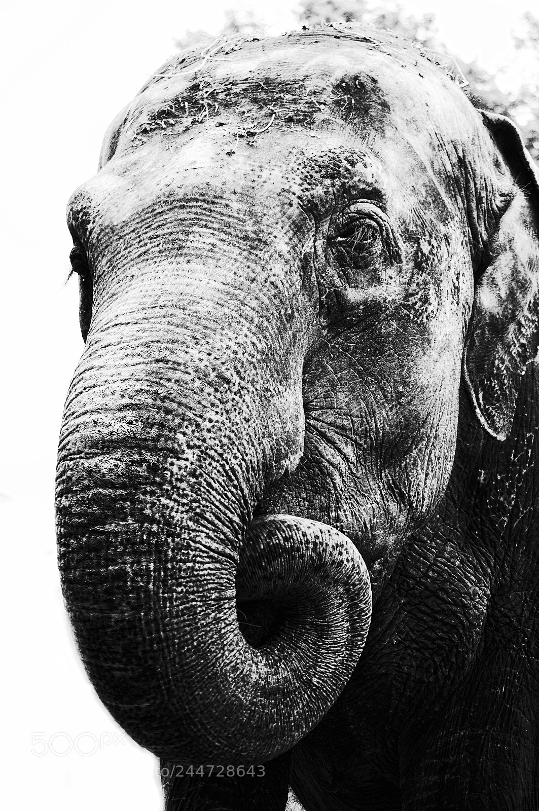 Nikon D5000 sample photo. Elephant photography