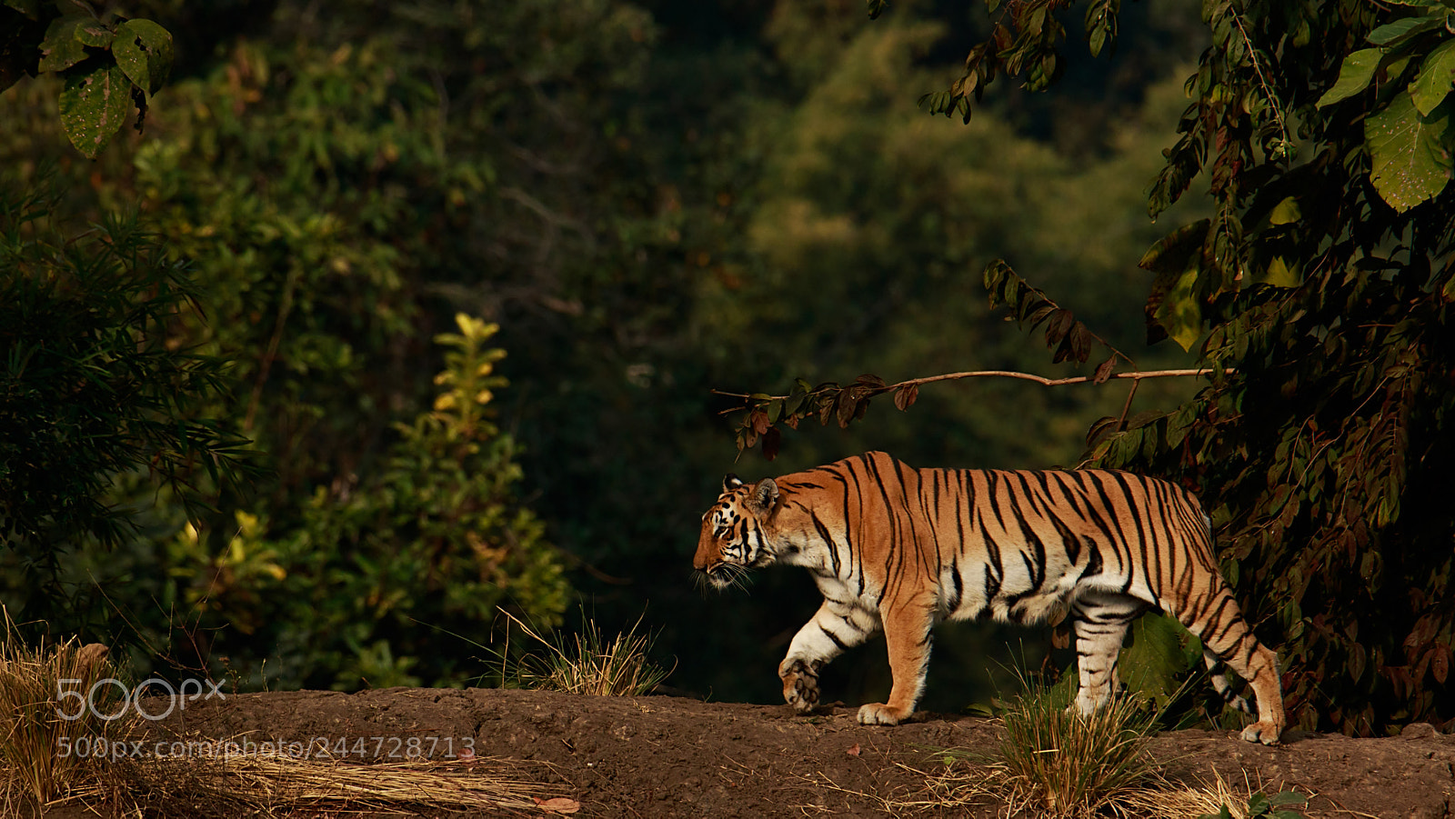 Canon EOS 7D Mark II sample photo. Tiger photography