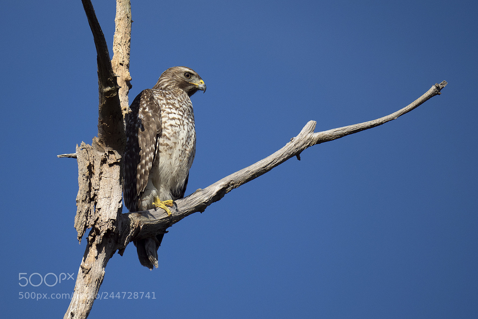 Olympus OM-D E-M1 Mark II sample photo. Red shouldered hawk photography