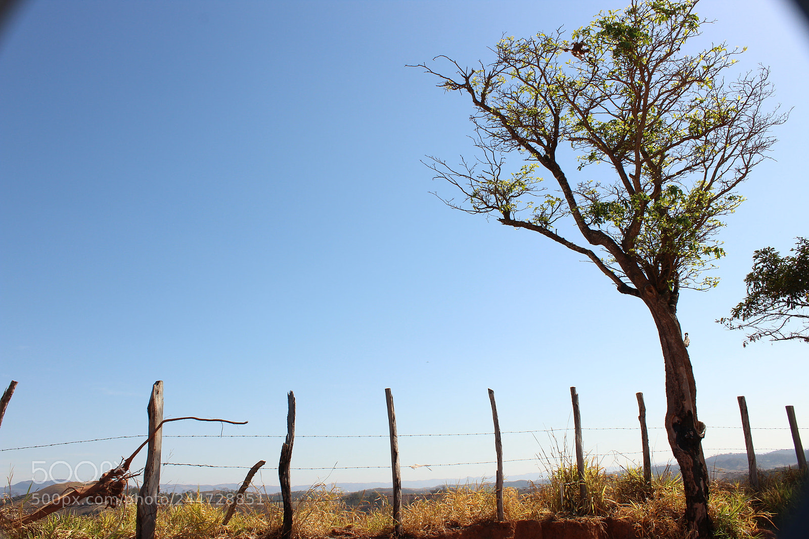 Canon EOS 1200D (EOS Rebel T5 / EOS Kiss X70 / EOS Hi) sample photo. Alone...? photography