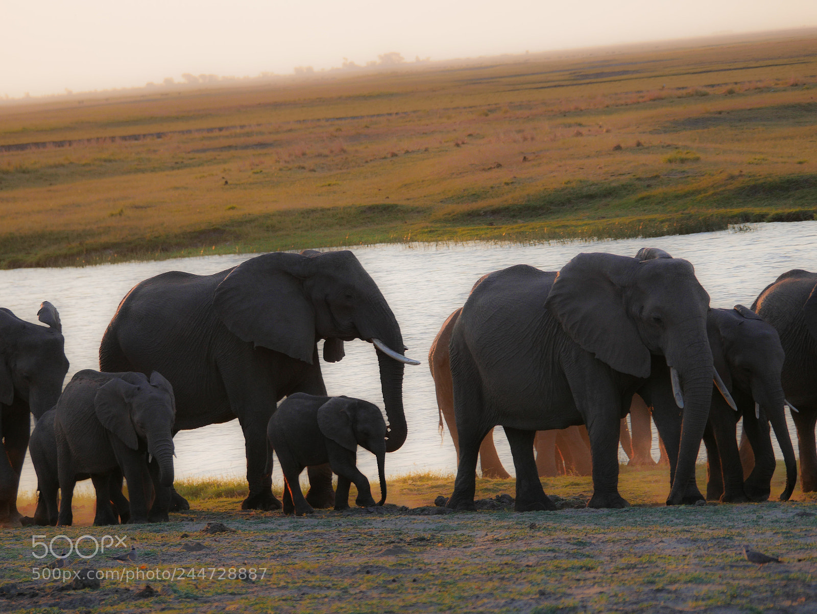 Panasonic DMC-G70 sample photo. Elephants on chobe river photography