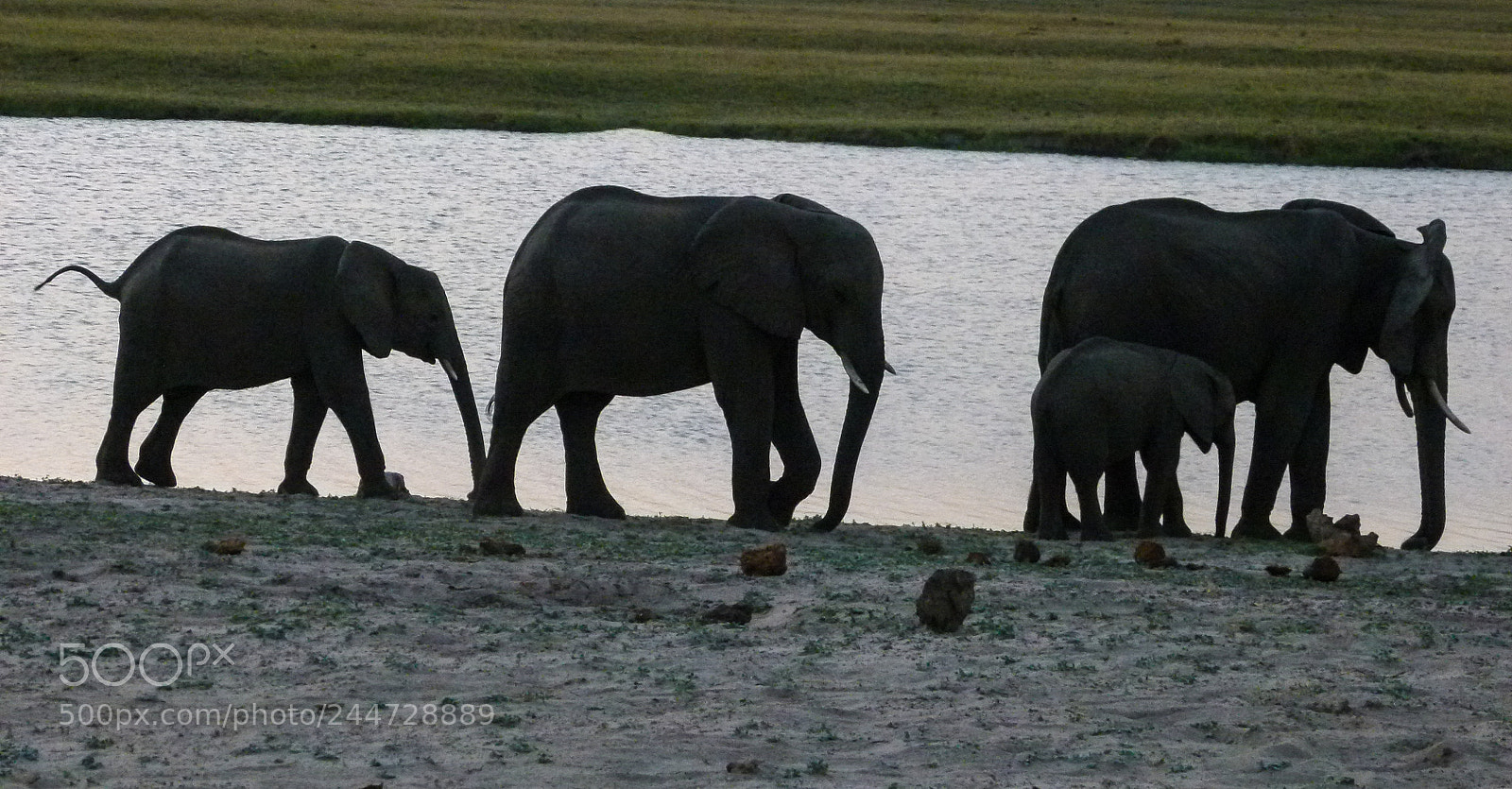 Panasonic Lumix DMC-FZ100 sample photo. Elephants on chobe river photography