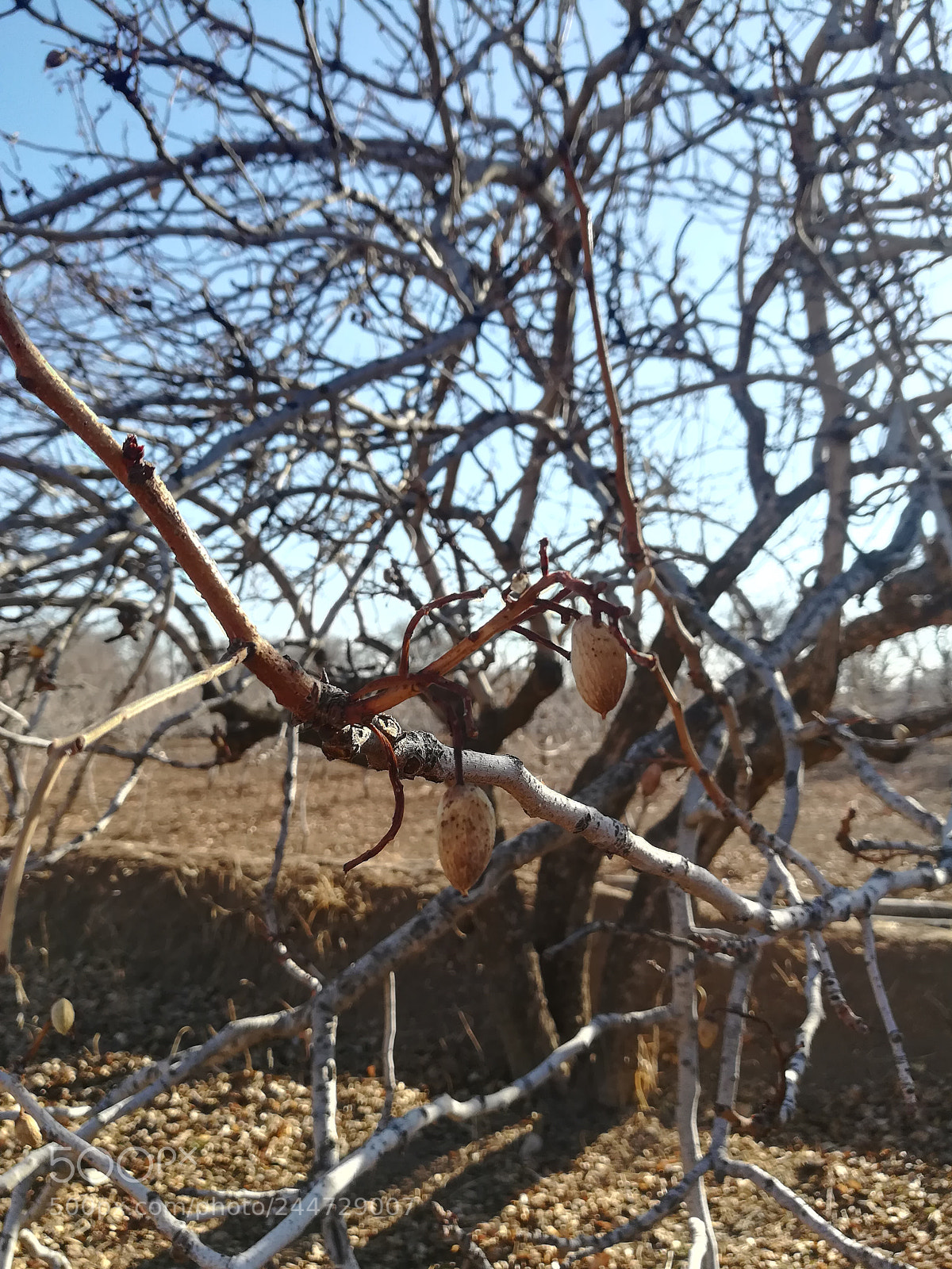 HUAWEI honor 6x sample photo. Traditional gardens of qazvin photography