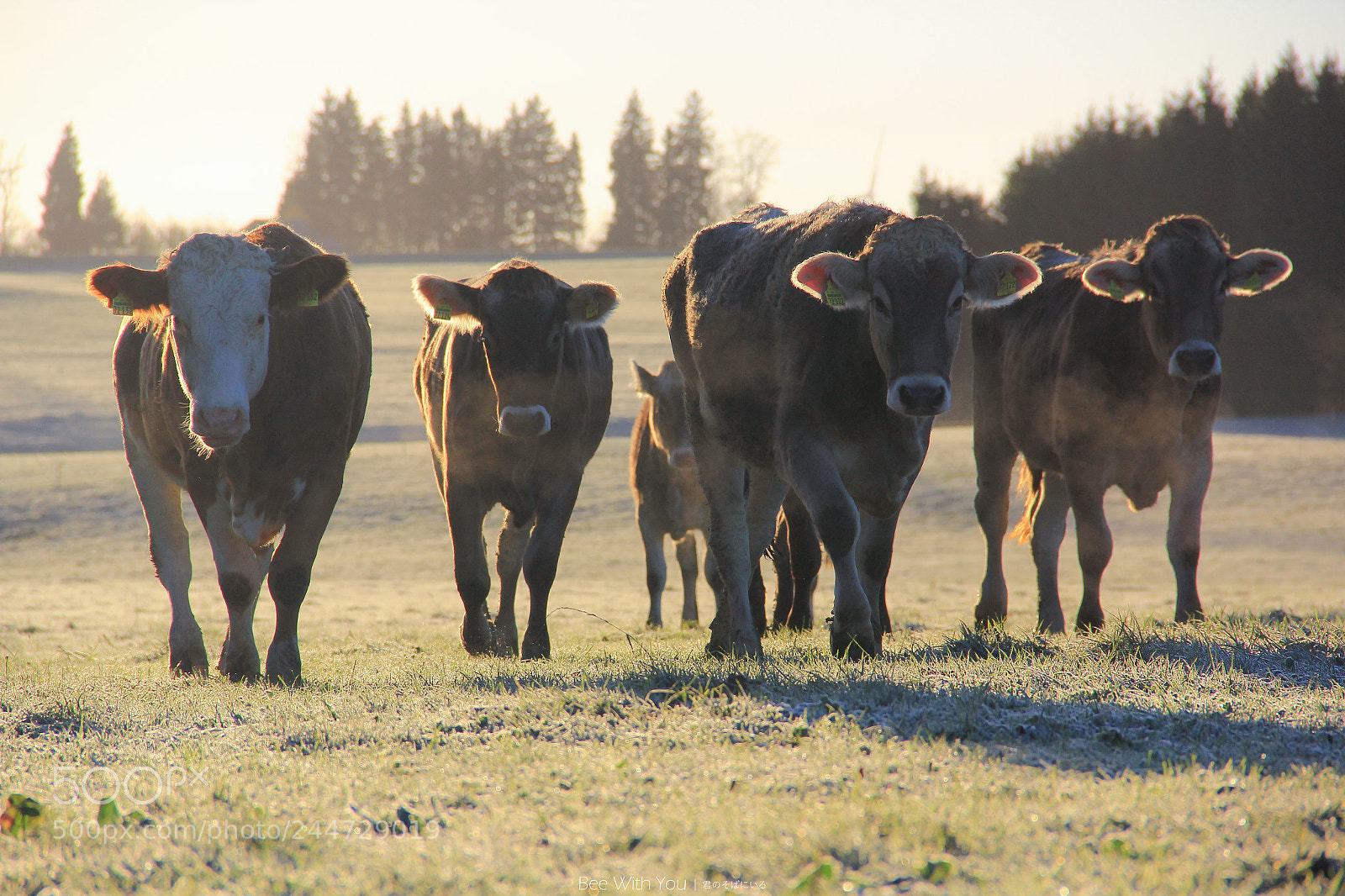 Canon EOS 60D sample photo. Cow band photography