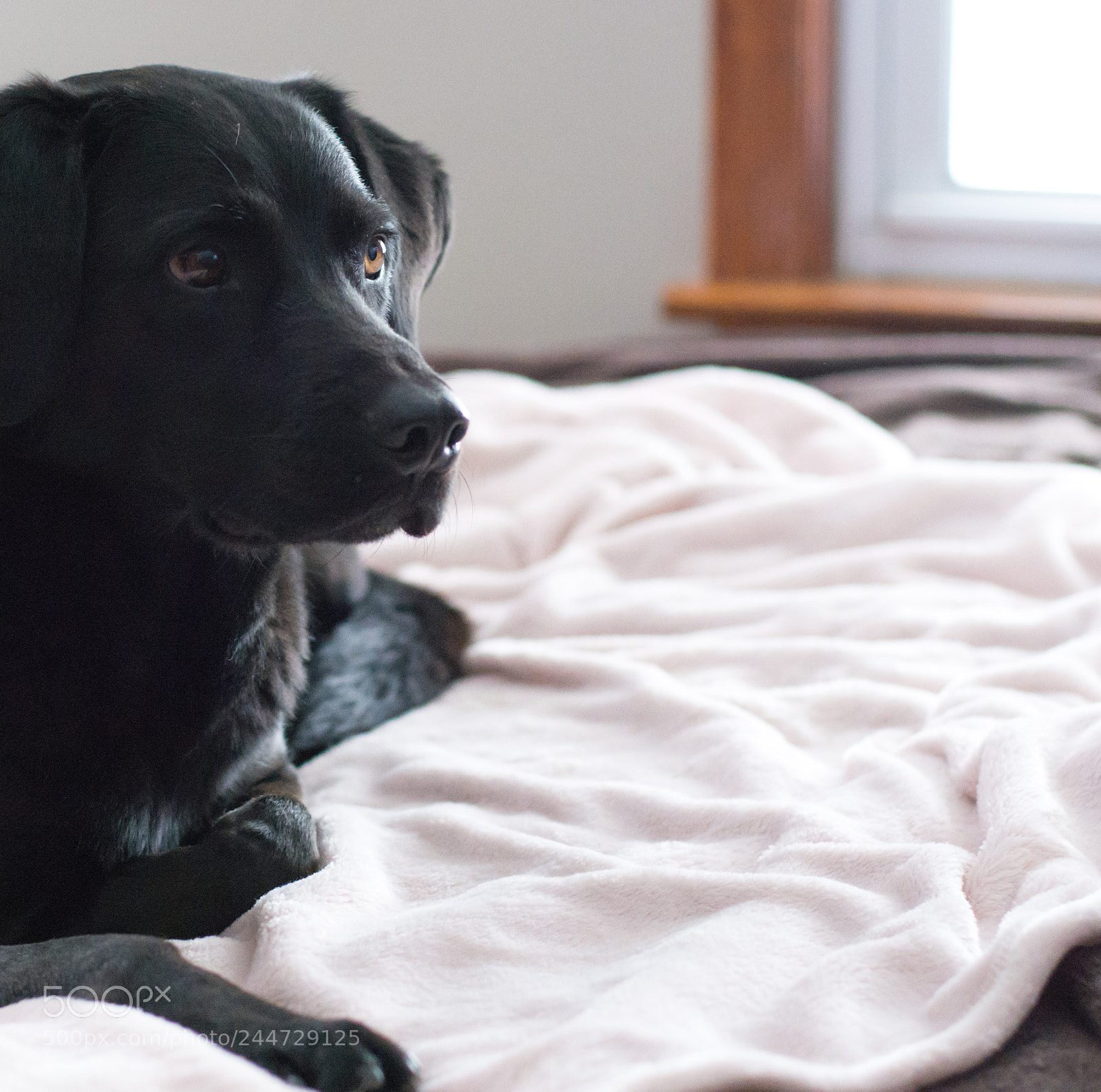 Nikon D7200 sample photo. Scout photography