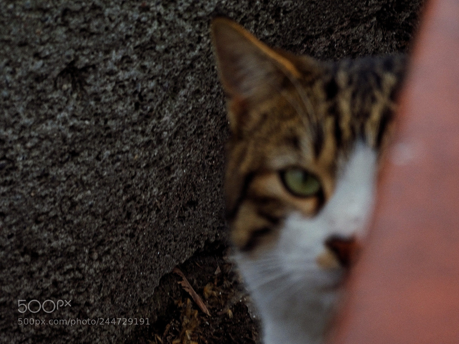 Sony Cyber-shot DSC-HX400V sample photo. Untitled photography
