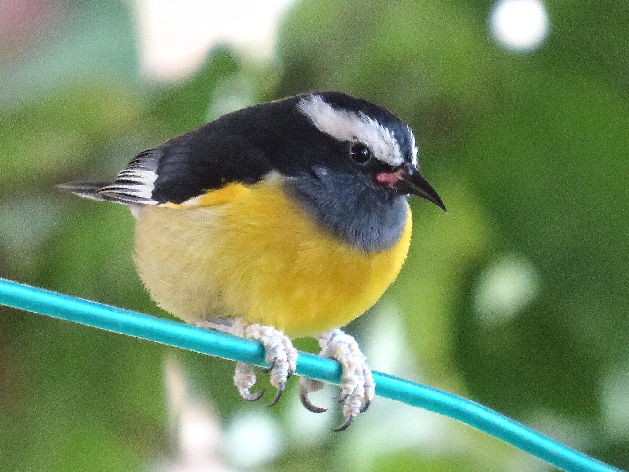 Canon PowerShot SX280 HS sample photo. Bananaquit on a wire photography