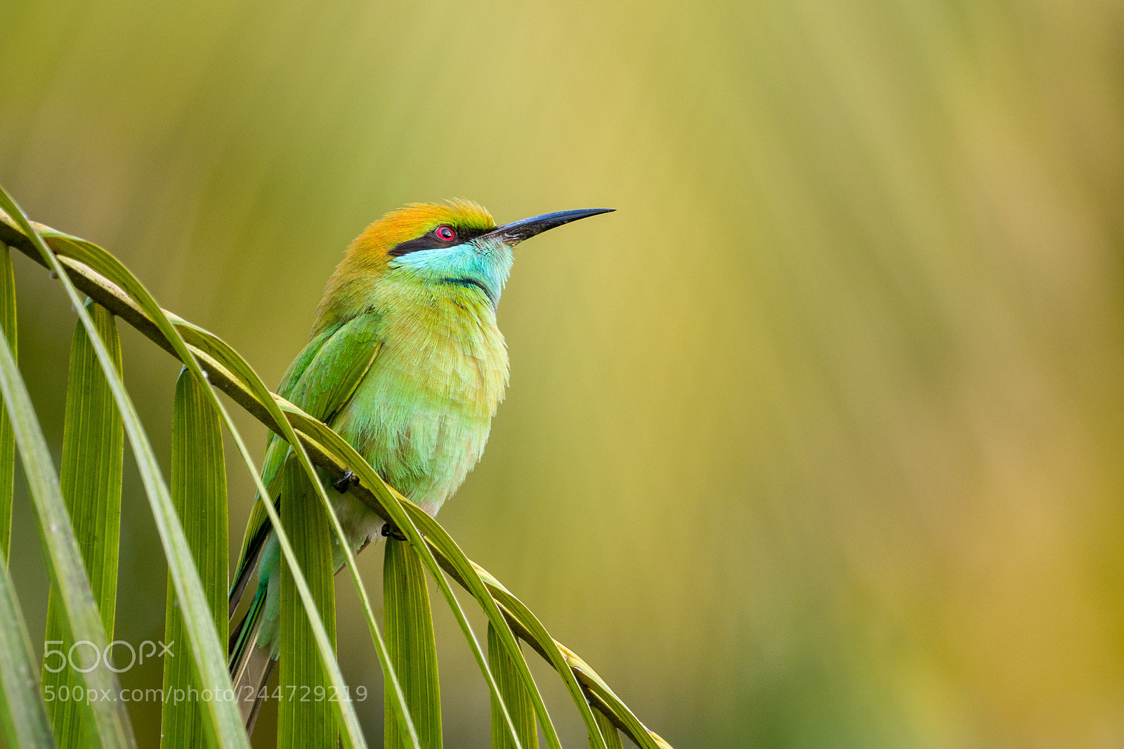 Olympus OM-D E-M1 Mark II sample photo. Little green bee-eater photography