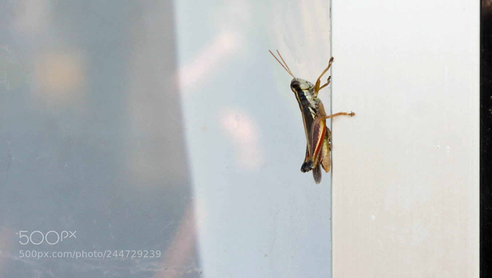 Canon EOS 1100D (EOS Rebel T3 / EOS Kiss X50) sample photo. Grasshopper photography