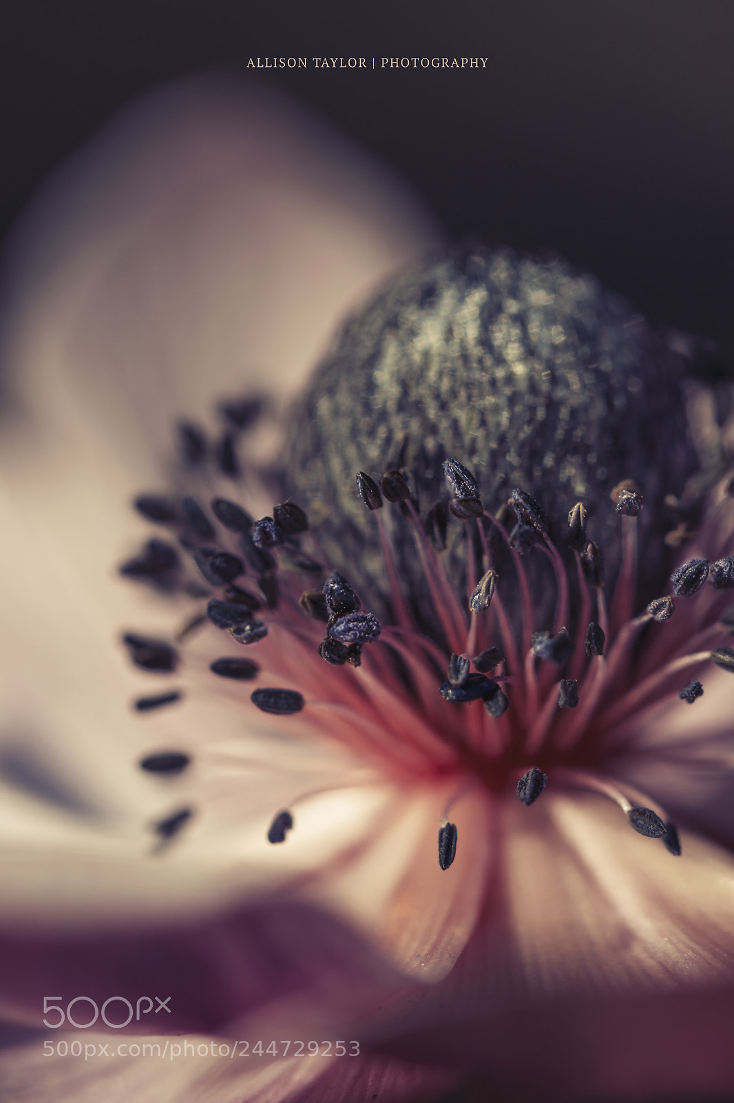 Canon EOS 7D Mark II sample photo. Dark heart photography