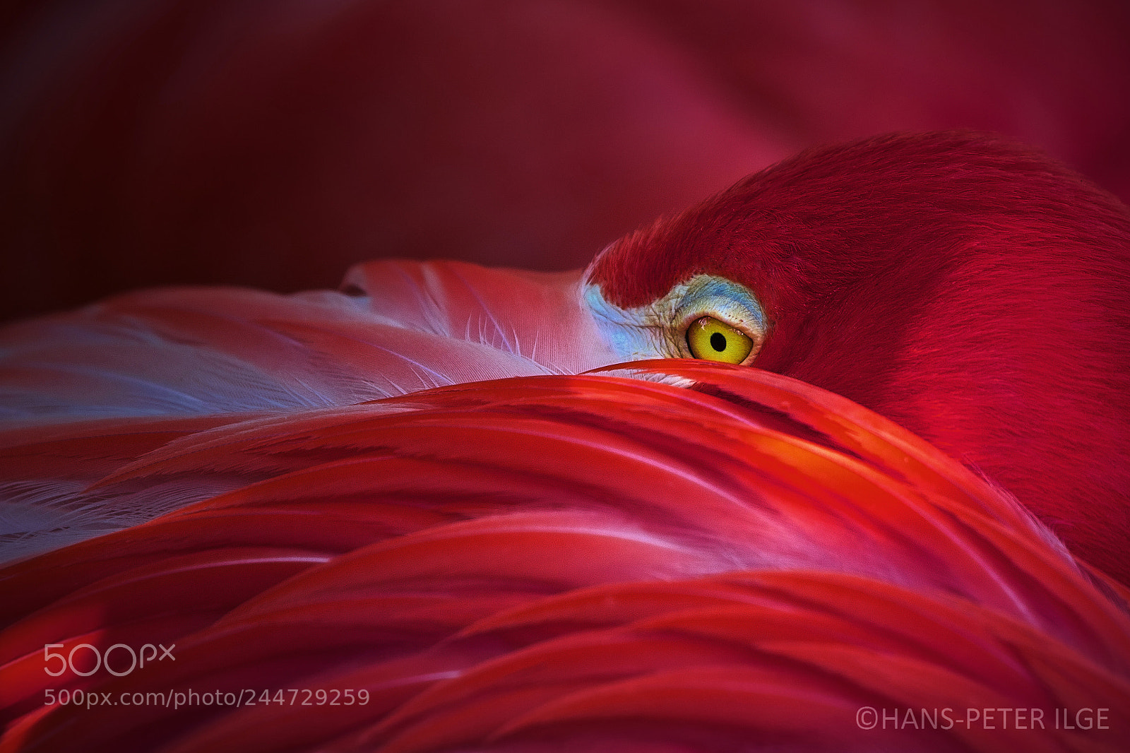 Canon EOS 60D sample photo. Flamingo photography