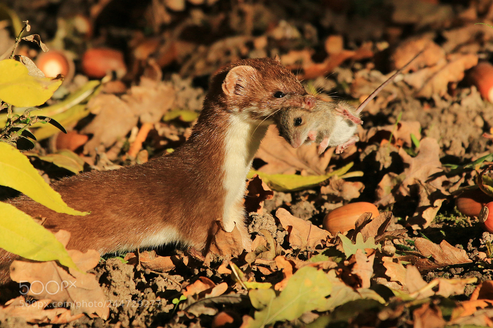 Canon EOS 70D sample photo. Weasel with mouse photography