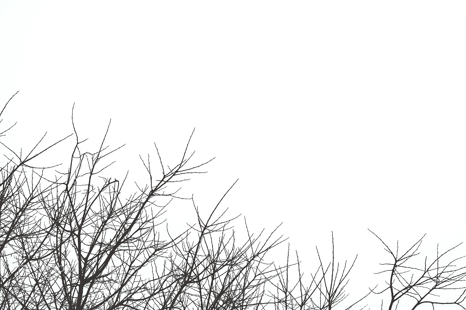 Canon EOS 650D (EOS Rebel T4i / EOS Kiss X6i) sample photo. Bw photography