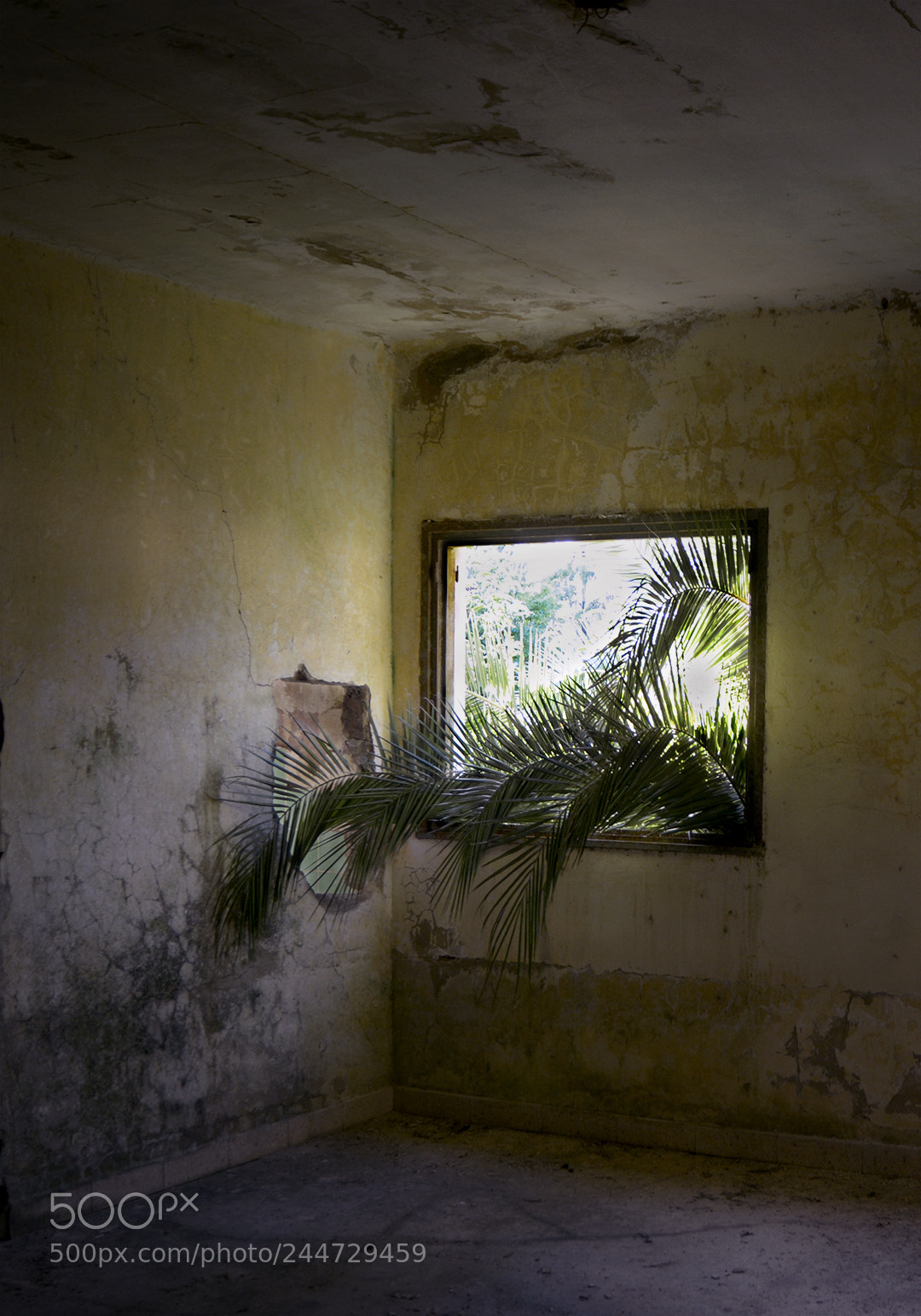 Nikon D7100 sample photo. Palmera photography